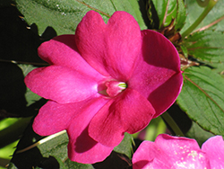 Infinity Dark Pink New Guinea Impatiens (Impatiens hawkeri 'Infinity Dark Pink') at Ward's Nursery & Garden Center