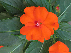 Infinity Orange New Guinea Impatiens (Impatiens hawkeri 'Visinforimp') at Ward's Nursery & Garden Center