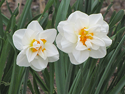 Double Poet's Daffodil (Narcissus 'Double Poeticus') at Ward's Nursery & Garden Center
