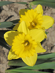 Dutch Master Daffodil (Narcissus 'Dutch Master') at Ward's Nursery & Garden Center