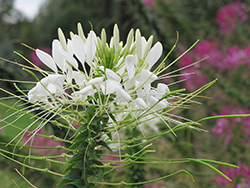 White Queen Spiderflower (Cleome hassleriana 'White Queen') at Ward's Nursery & Garden Center