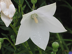 Astra White Balloon Flower (Platycodon grandiflorus 'Astra White') at Ward's Nursery & Garden Center