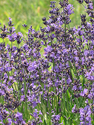 English Lavender (Lavandula angustifolia) at Ward's Nursery & Garden Center