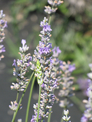 Provence Lavender (Lavandula x intermedia 'Provence') at Ward's Nursery & Garden Center