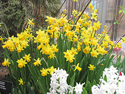 Tete a Tete Daffodil (Narcissus 'Tete a Tete') at Ward's Nursery & Garden Center