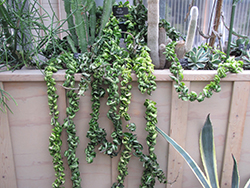 Hindu Rope Plant (Hoya carnosa 'Compacta') at Ward's Nursery & Garden Center