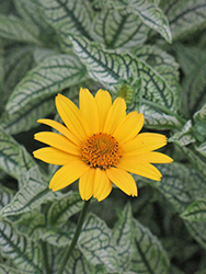 Loraine Sunshine False Sunflower (Heliopsis helianthoides 'Loraine Sunshine') at Ward's Nursery & Garden Center