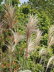 Variegated Silver Grass (Miscanthus sinensis 'Variegatus') at Ward's Nursery & Garden Center