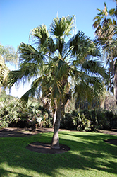 Chinese Fan Palm (Livistona chinensis) at Ward's Nursery & Garden Center