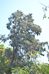 Hollywood Juniper (Juniperus chinensis 'Torulosa') at Ward's Nursery & Garden Center