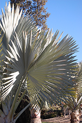 Bismarck Palm (Bismarckia nobilis) at Ward's Nursery & Garden Center