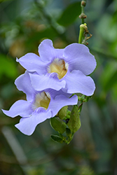 Blue Trumpet Vine (Thunbergia grandiflora) at Ward's Nursery & Garden Center