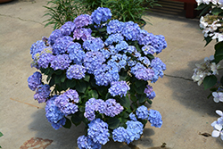 Let's Dance Blue Jangles Hydrangea (Hydrangea macrophylla 'SMHMTAU') at Ward's Nursery & Garden Center