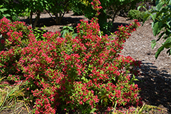 Sonic Bloom Red Reblooming Weigela (Weigela florida 'Verweig 6') at Ward's Nursery & Garden Center