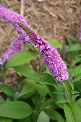Lo & Behold Pink Micro Chip Butterfly Bush (Buddleia 'Pink Micro Chip') at Ward's Nursery & Garden Center