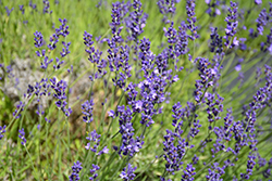 Provence Blue Lavender (Lavandula angustifolia 'Provence Blue') at Ward's Nursery & Garden Center