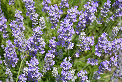 Blue Cushion Lavender (Lavandula angustifolia 'Blue Cushion') at Ward's Nursery & Garden Center