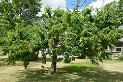 Bing Cherry (Prunus avium 'Bing') at Ward's Nursery & Garden Center