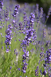 Provence Blue Lavender (Lavandula angustifolia 'Provence Blue') at Ward's Nursery & Garden Center