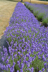 Hidcote Lavender (Lavandula angustifolia 'Hidcote') at Ward's Nursery & Garden Center