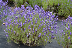Hidcote Lavender (Lavandula angustifolia 'Hidcote') at Ward's Nursery & Garden Center