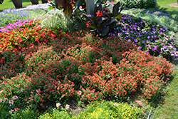 Sunsatia Cranberry Nemesia (Nemesia 'Sunsatia Cranberry') at Ward's Nursery & Garden Center