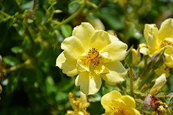 Oso Easy Lemon Zest Rose (Rosa 'Chewhocan') at Ward's Nursery & Garden Center