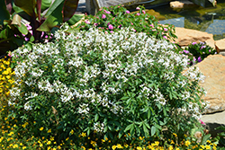 Senorita Blanca Spiderflower (Cleome 'INCLESBIMP') at Ward's Nursery & Garden Center