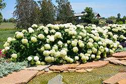 Incrediball Hydrangea (Hydrangea arborescens 'Abetwo') at Ward's Nursery & Garden Center