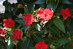Infinity Red New Guinea Impatiens (Impatiens hawkeri 'Vinfsalbis') at Ward's Nursery & Garden Center