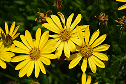 Bright Lights Yellow African Daisy (Osteospermum 'Bright Lights Yellow') at Ward's Nursery & Garden Center