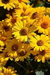Tuscan Sun False Sunflower (Heliopsis helianthoides 'Tuscan Sun') at Ward's Nursery & Garden Center