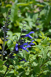 Black And Blue Anise Sage (Salvia guaranitica 'Black And Blue') at Ward's Nursery & Garden Center