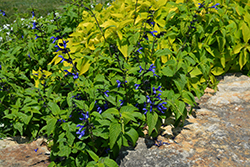 Black And Blue Anise Sage (Salvia guaranitica 'Black And Blue') at Ward's Nursery & Garden Center