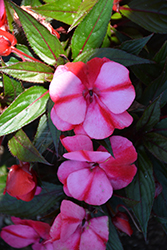 Infinity Blushing Crimson New Guinea Impatiens (Impatiens hawkeri 'Kiamuna') at Ward's Nursery & Garden Center
