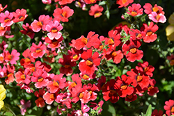 Sunsatia Cranberry Nemesia (Nemesia 'Sunsatia Cranberry') at Ward's Nursery & Garden Center