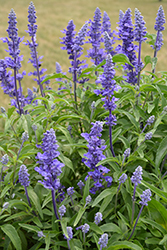 Victoria Blue Salvia (Salvia farinacea 'Victoria Blue') at Ward's Nursery & Garden Center