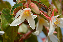 Bossa Nova Pure White Begonia (Begonia boliviensis 'Bossa Nova Pure White') at Ward's Nursery & Garden Center