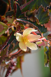 Bossa Nova Yellow Begonia (Begonia boliviensis 'Bossa Nova Yellow') at Ward's Nursery & Garden Center