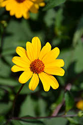 Summer Nights False Sunflower (Heliopsis helianthoides 'Summer Nights') at Ward's Nursery & Garden Center