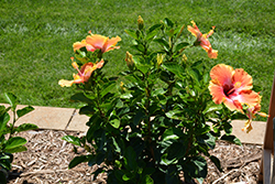 Fiesta Hibiscus (Hibiscus rosa-sinensis 'Fiesta') at Ward's Nursery & Garden Center