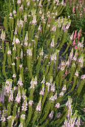 First Choice Speedwell (Veronica 'First Choice') at Ward's Nursery & Garden Center