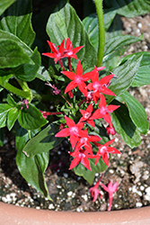 Starcluster Red Star Flower (Pentas lanceolata 'Starcluster Red') at Ward's Nursery & Garden Center