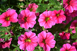 Aloha Hot Pink Calibrachoa (Calibrachoa 'Aloha Hot Pink') at Ward's Nursery & Garden Center