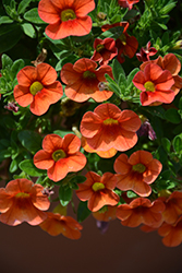 Aloha Hot Orange Calibrachoa (Calibrachoa 'Aloha Hot Orange') at Ward's Nursery & Garden Center