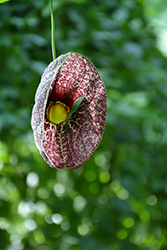 Dutchman's Pipe (Aristolochia macrophylla) at Ward's Nursery & Garden Center