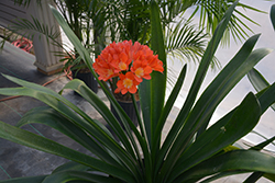 Bush Lily (clivia x miniata) at Ward's Nursery & Garden Center