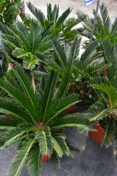 Japanese Sago Palm (Cycas revoluta) at Ward's Nursery & Garden Center