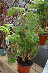 Ming Aralia (Polyscias fruticosa) at Ward's Nursery & Garden Center