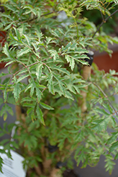 Ming Aralia (Polyscias fruticosa) at Ward's Nursery & Garden Center